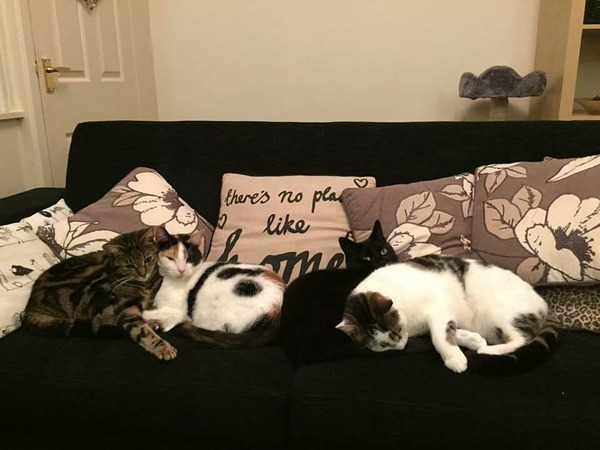 Worried my kitten is bored