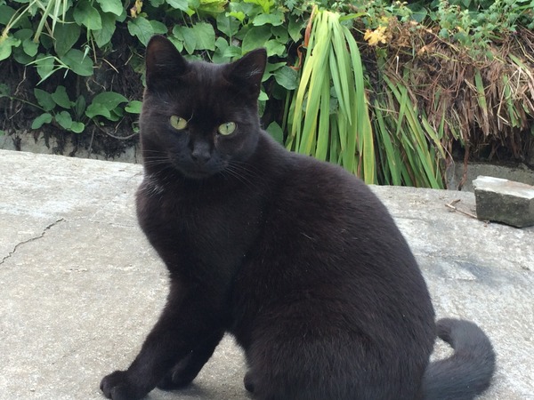 Black Cat Appreciation Thread