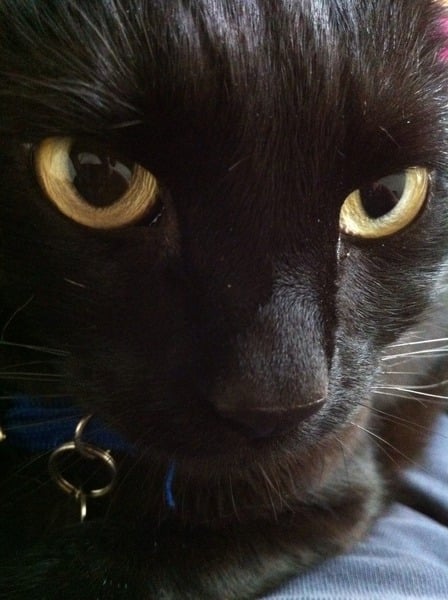 Black Cat Appreciation Thread