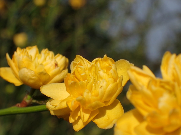 Daily Gratitudes 2016