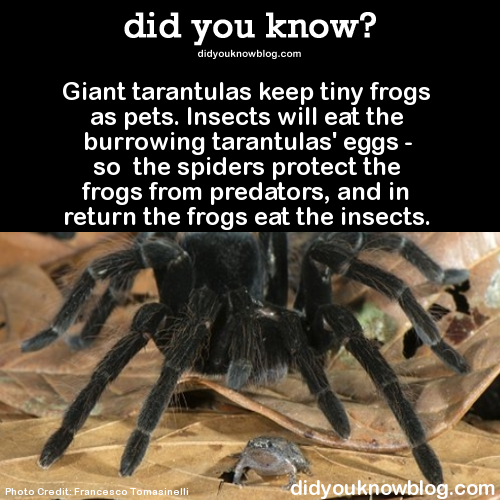 to not buy DD a pet I'm scared of?