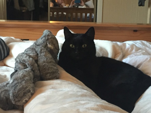 To categorically refuse to allow the cat in the bedrooms