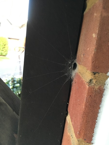 To want my front door back? **Warning: spider pictures from the outset!** title edited by MNHQ