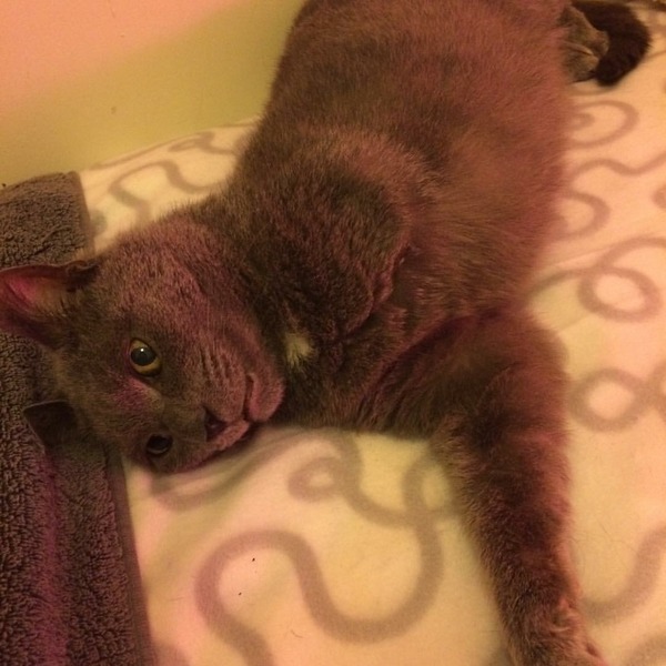 Worried my kitten is bored