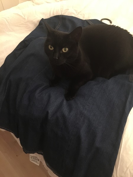 Black Cat Appreciation Thread