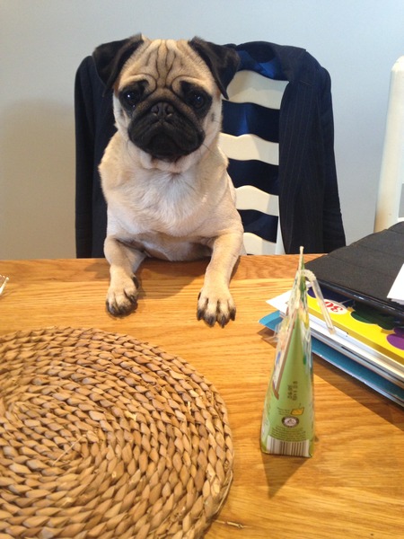 What is it with pugs?