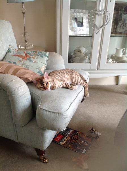 Risk of cat getting stolen?