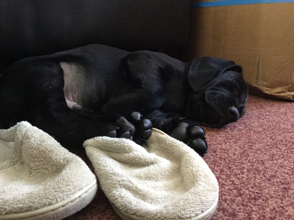 Anyone feel like a puppy support thread?