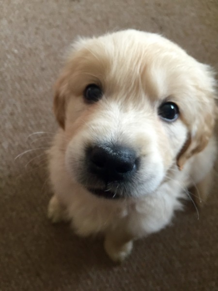 Anyone feel like a puppy support thread?