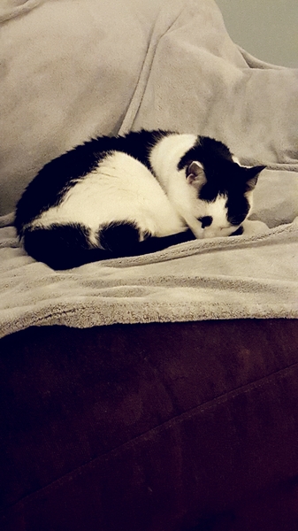 To adopt a cat (again)?
