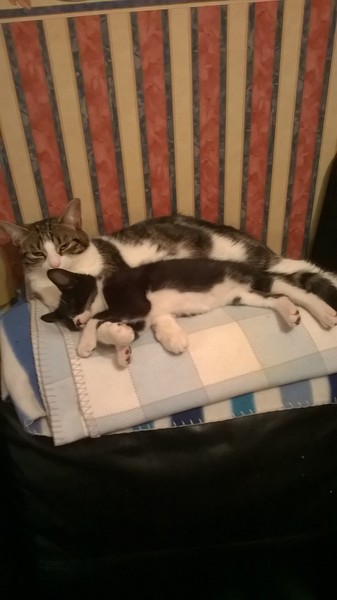 How long before cat gets used to kitten?