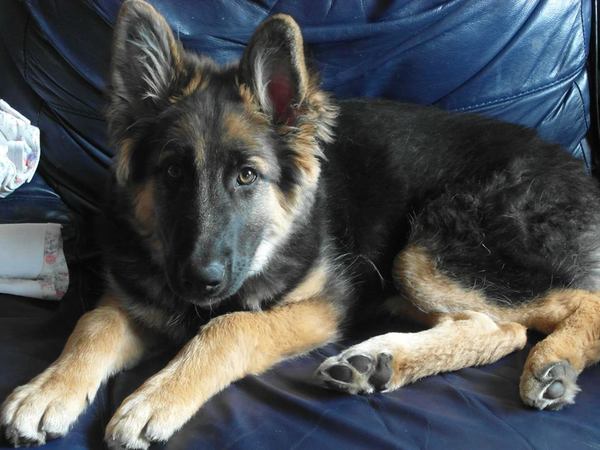 Tell us your stories about choosing a pet for a chance to win a £100 voucher for a pet shop of your choice