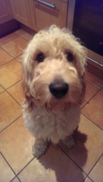 No, you have a mongrel