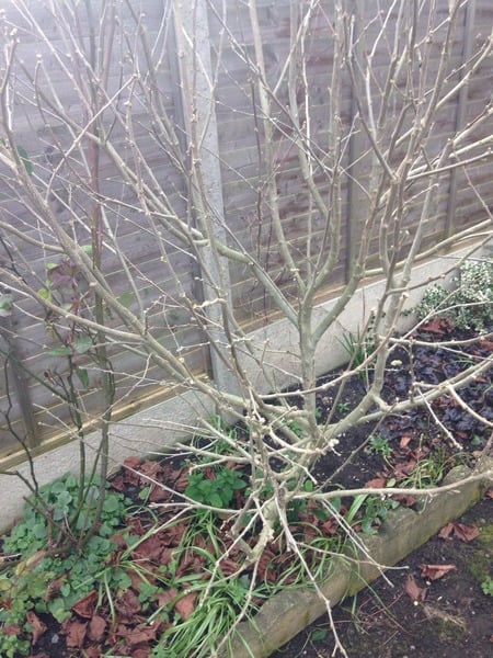 hibiscus help
