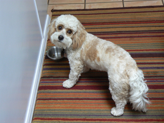 Overweight dog