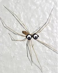 To want my front door back? **Warning: spider pictures from the outset!** title edited by MNHQ