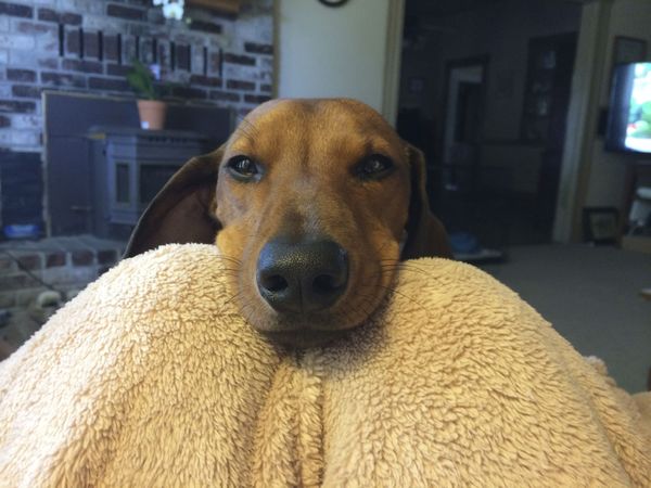 Anyone with a sausage dog with dc??