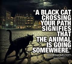 Black Cat Appreciation Thread