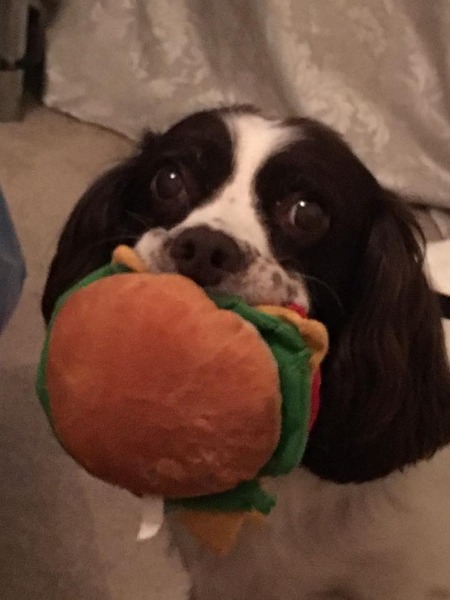 Dog with arthritis in a lot of distress.