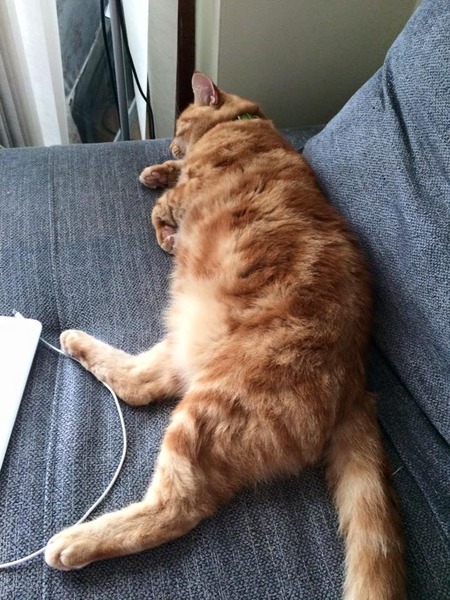 Unhappy cat on a diet!