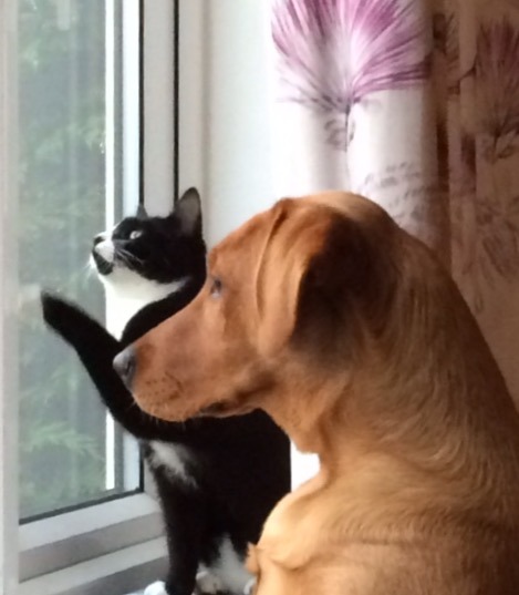 Tell us your stories about choosing a pet for a chance to win a £100 voucher for a pet shop of your choice