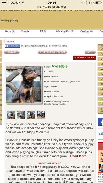 To be sad that more people don't consider rescue dogs?