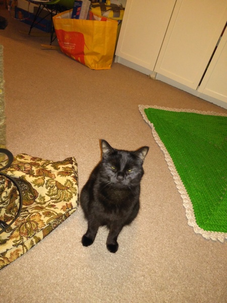 Black Cat Appreciation Thread