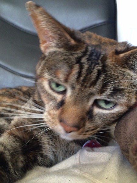 How to handle a cat so it can be handled :-s