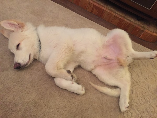 Anyone feel like a puppy support thread?