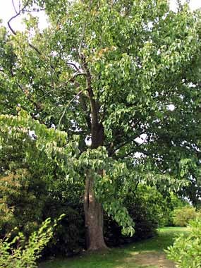 Putting really large trees in a medium sized garden