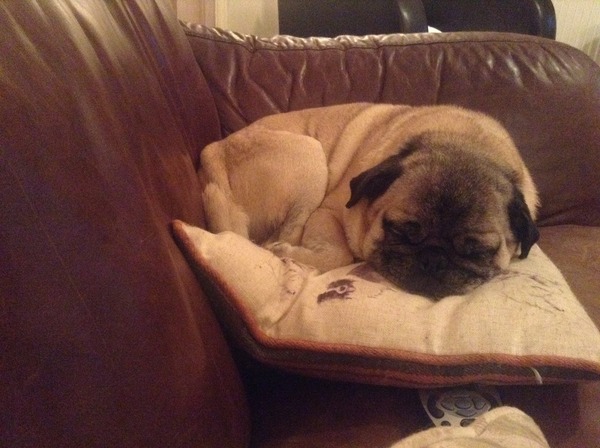What is it with pugs?