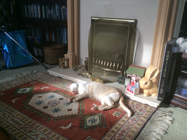 Anyone have any experience of Tonkinese cats?