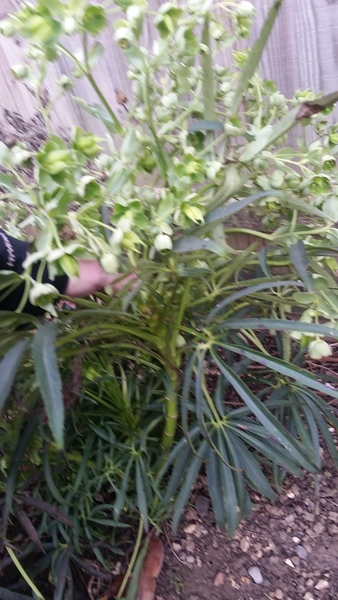Can anyone tell me what this plant us please?