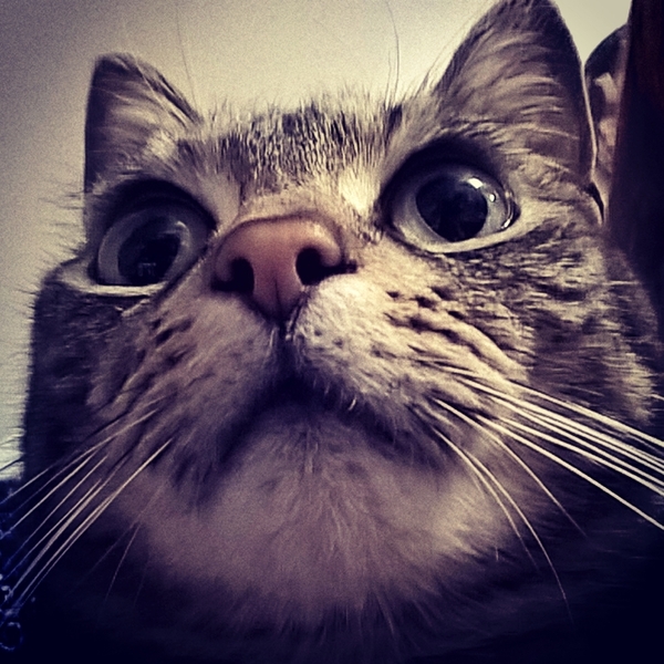 Cat's facial expressions :)