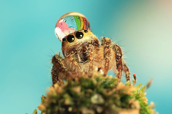 To want my front door back? **Warning: spider pictures from the outset!** title edited by MNHQ