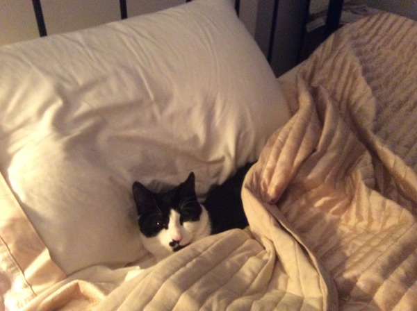To categorically refuse to allow the cat in the bedrooms