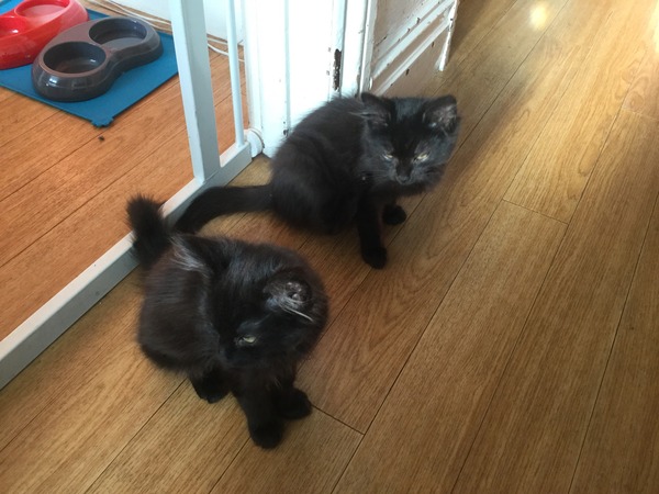 Black Cat Appreciation Thread