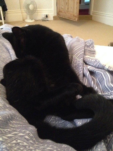 Black Cat Appreciation Thread