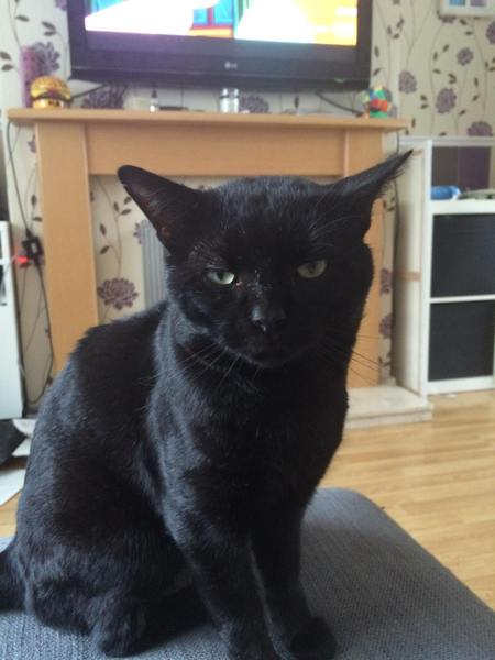 Black Cat Appreciation Thread