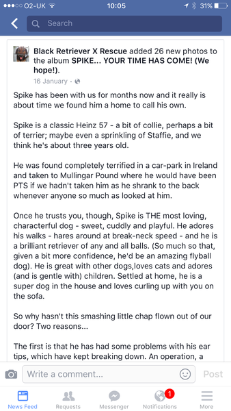 To be sad that more people don't consider rescue dogs?