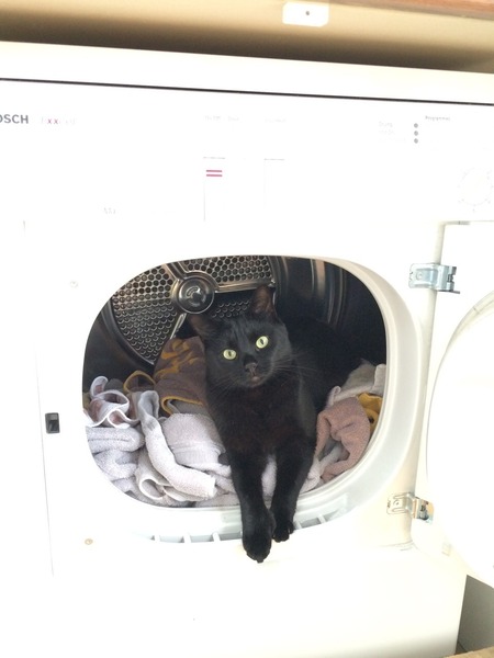 Black Cat Appreciation Thread