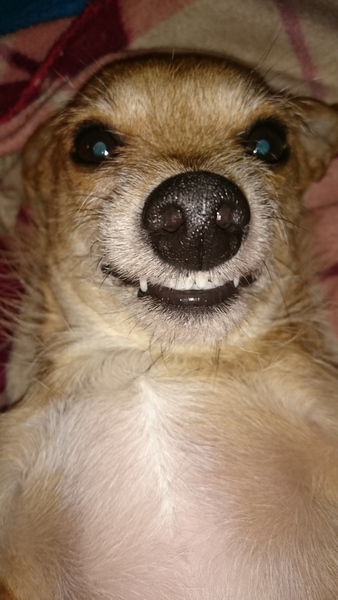 why granny, what big teeth you have...