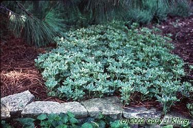 Shady characters - a permanent home for shade garden suggestions!