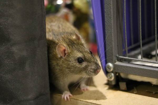 Get your rat[s] out!