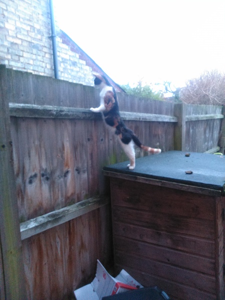 BiteyCat and the great outdoors