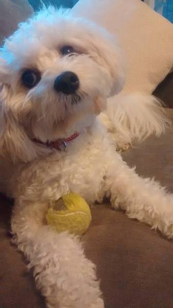 No, you have a mongrel