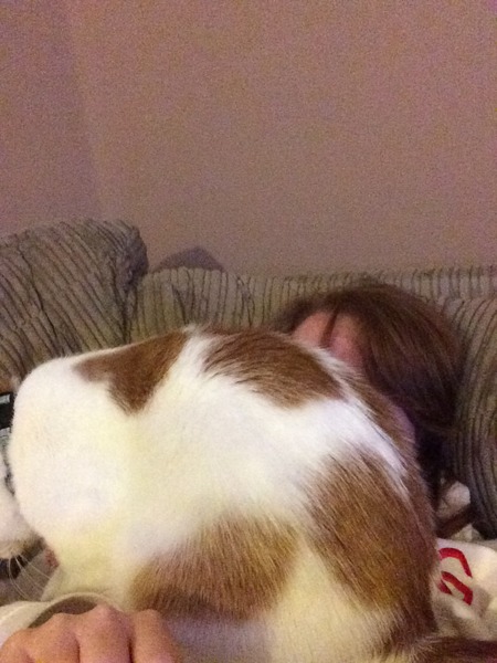 to think that we always knew that dogs liked us better than cats?