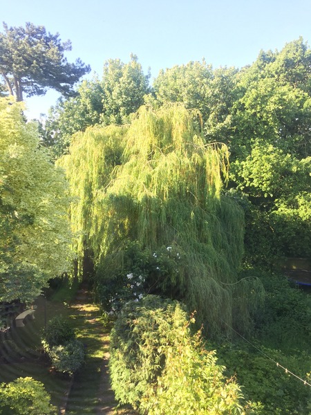 If this was your garden what would you do?