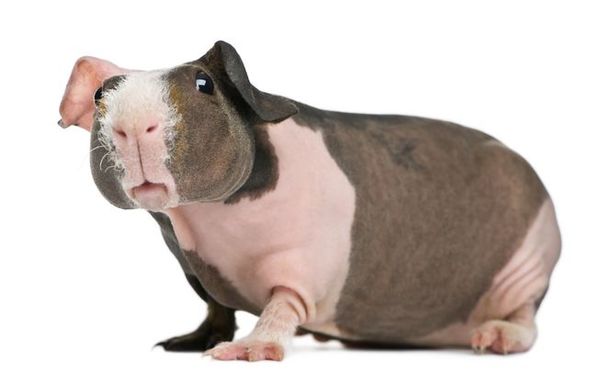 to not buy DD a pet I'm scared of?