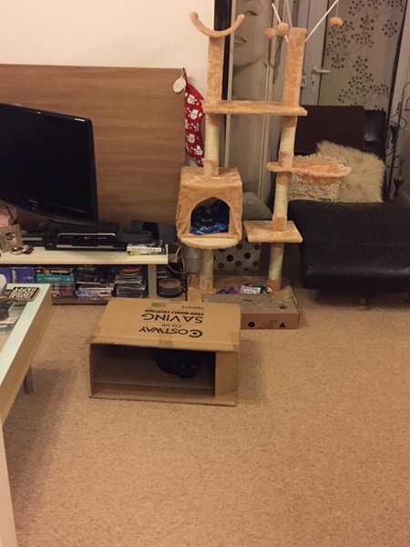 Help me pick a cat tree!